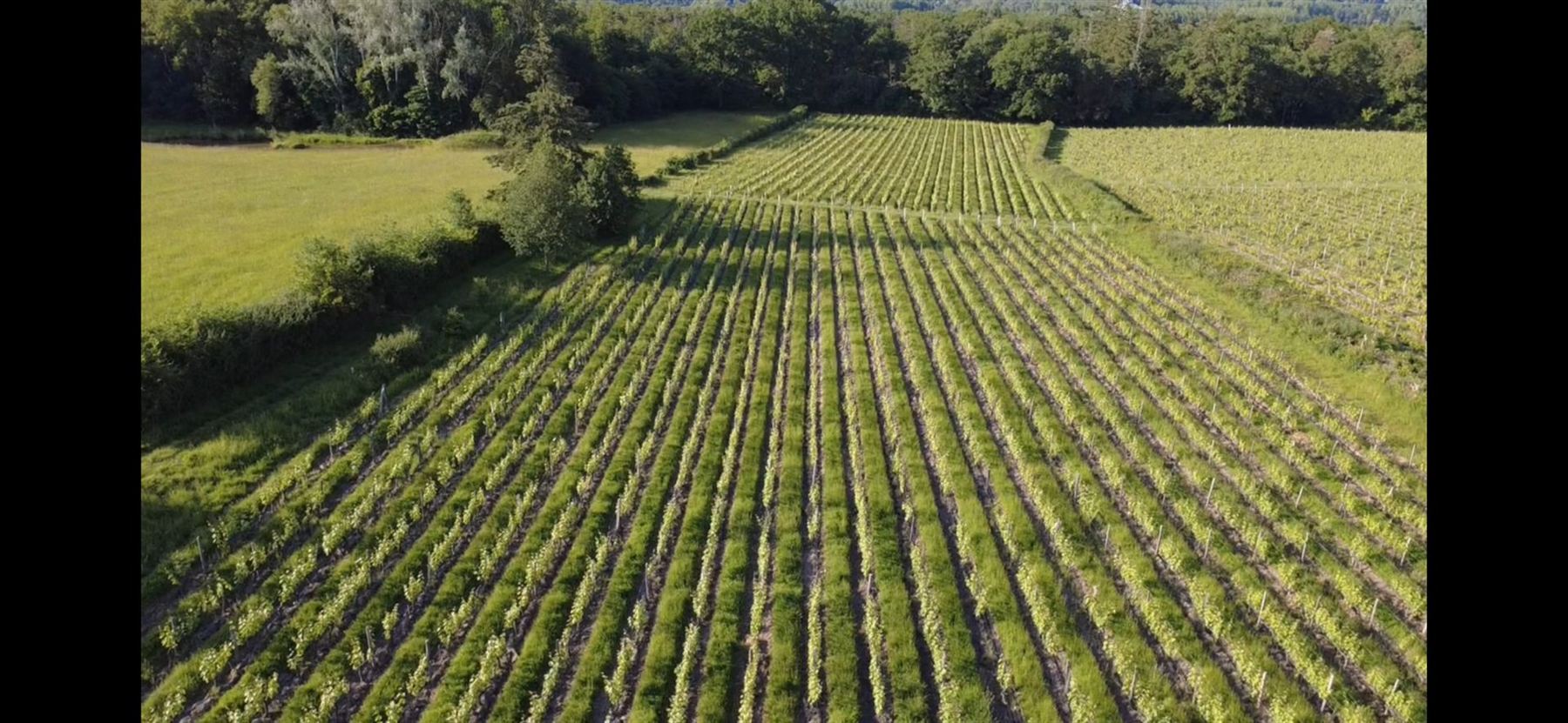 Les vignes du domaine