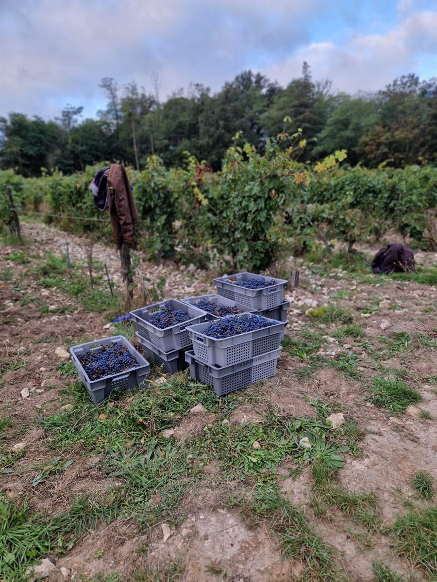 Début des vendanges au Château La Roche