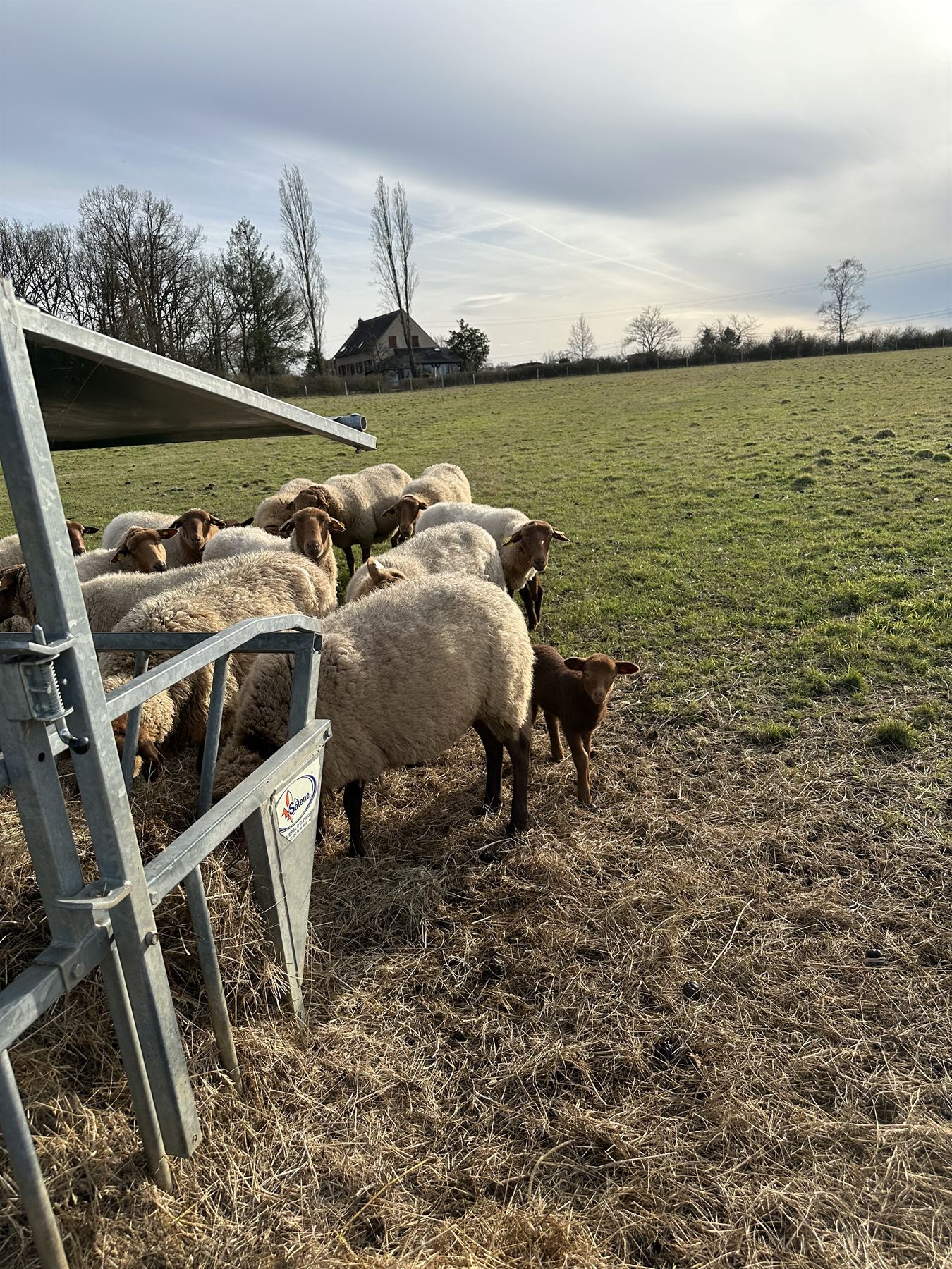 Les moutons du domaine au pâturage