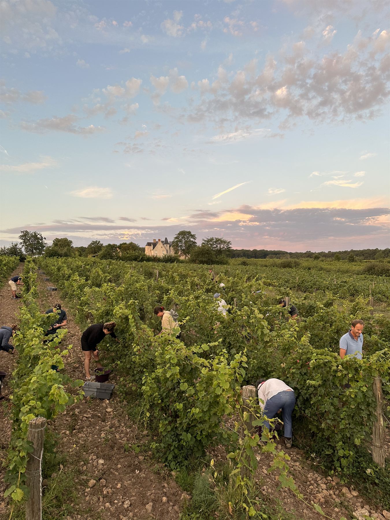 Les vendanges au coucher du soleil